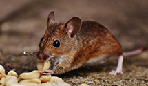 24 Hour & Emergency Exterminators in Pentagon, DC